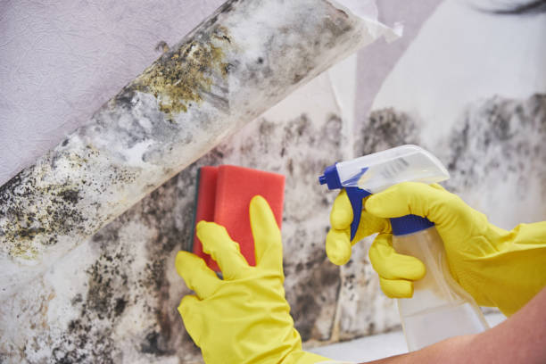 Best Attic Mold Removal  in Bono, AR